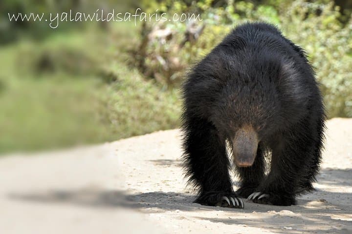 Private Yala National Park Safari — Early-Morning Jeep Tours for Leopards, Elephants & Sloth Bears photo 4