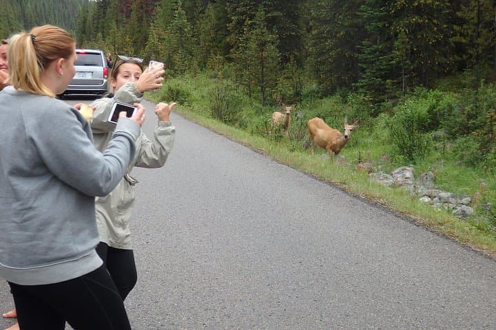 Algonquin Park Group Camping: 2-Day Guided Wilderness Weekend from Toronto photo 3