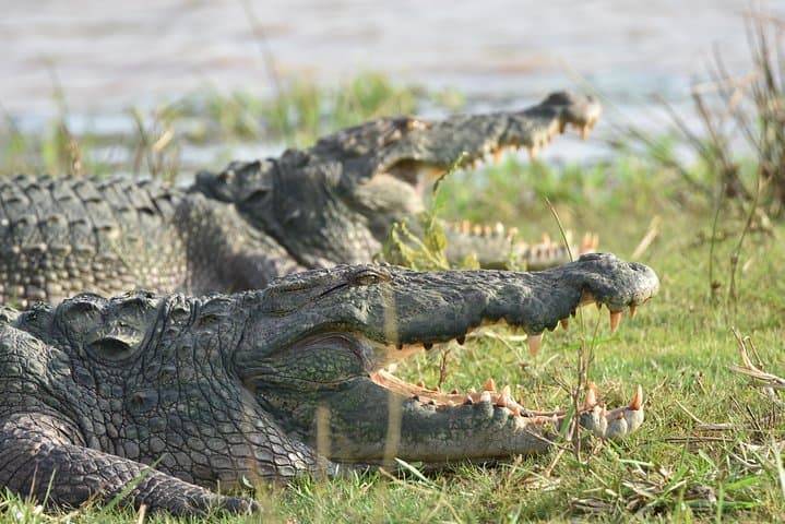 Private Yala National Park Safari — Early-Morning Jeep Tours for Leopards, Elephants & Sloth Bears photo 6