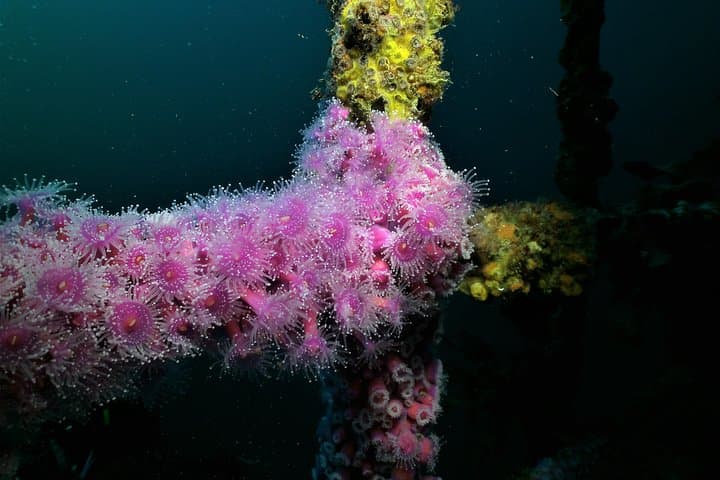 Wreck Weekend Dive Tour in Bay of Islands — Rainbow Warrior, HMNZS Canterbury & More photo 5