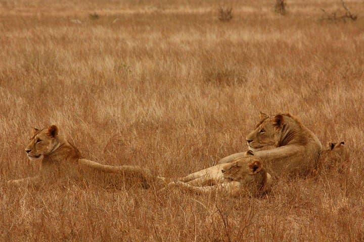 Morning Safari at Nairobi National Park and Giraffe Centre Visit: A Day of Wildlife Adventure Near Nairobi photo 6