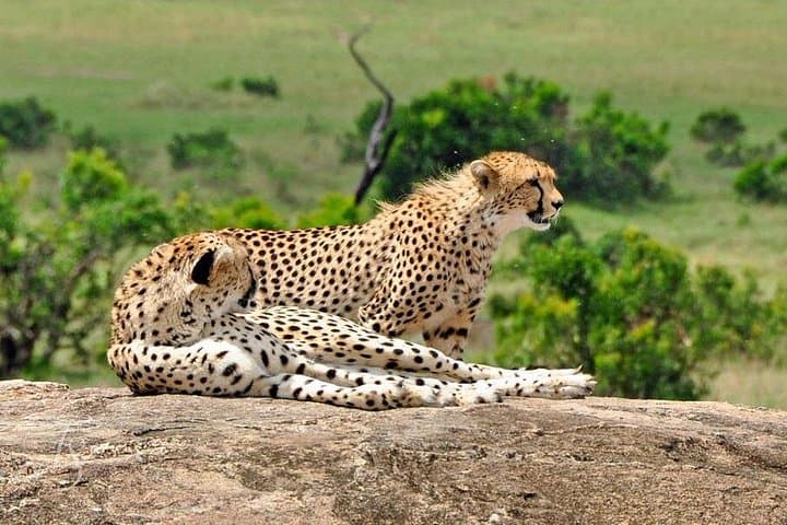 7-Day Kenya Safari: Masai Mara, Lake Nakuru, Amboseli & Tsavo Wildlife Circuit photo 1