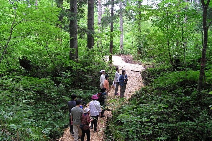 Shiratani-Unsuikyo Trek: Moss-Filled Forest Hike on Yakushima Island photo 3