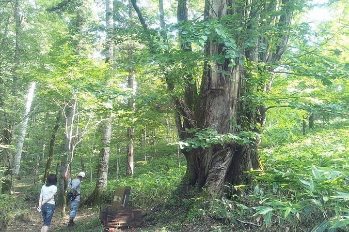 Shiratani-Unsuikyo Trek: Moss-Filled Forest Hike on Yakushima Island photo 2