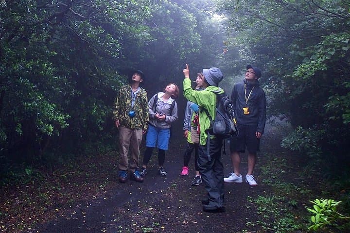 Shiratani-Unsuikyo Trek: Moss-Filled Forest Hike on Yakushima Island photo 4