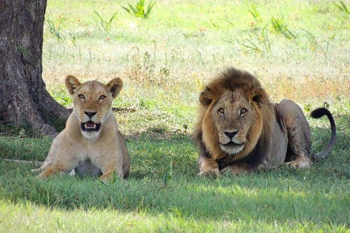 12-Day Private Tanzania Safari — Serengeti, Ngorongoro & Lake Manyara photo 5