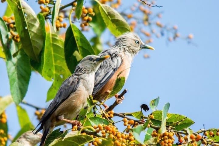 Phulchoki Bird-Watching Hike: Kathmandu’s High-Elevation Birding & Rhododendron Trails