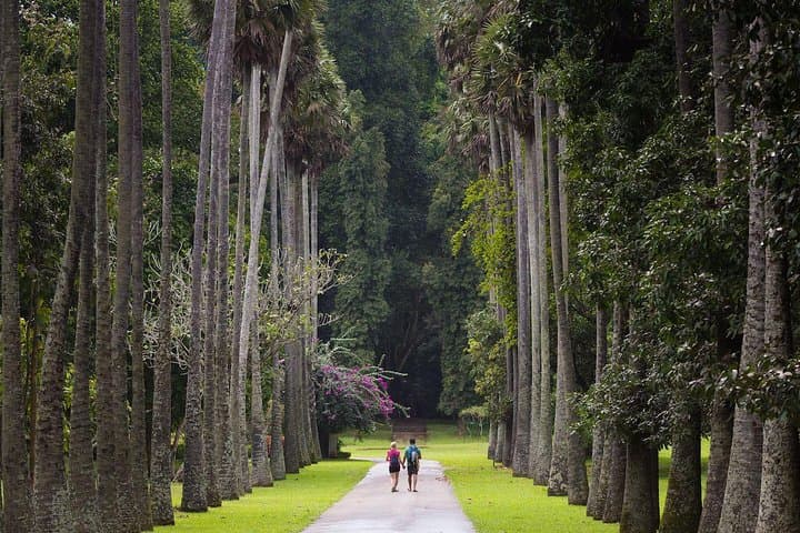 Private Kandy Day Tour from Negombo — Temple of the Tooth, Royal Botanic Gardens & Tea Estate Visit photo 5