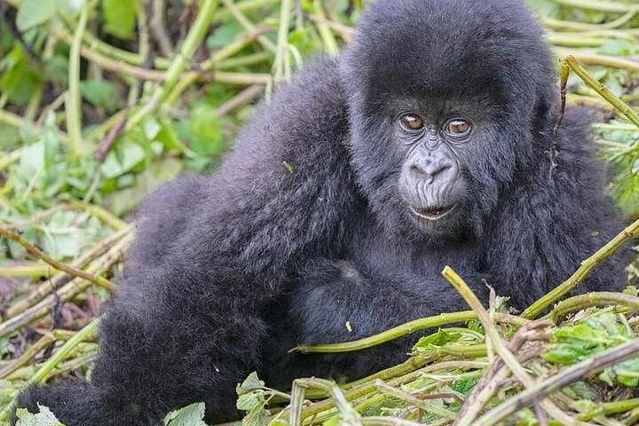 1-Day Rwanda Gorilla Trek: Volcanoes National Park Day Trip from Kigali photo 3