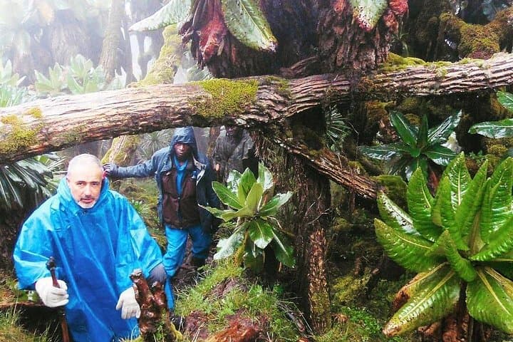 1-Day Rwanda Gorilla Trek: Volcanoes National Park Day Trip from Kigali photo 4