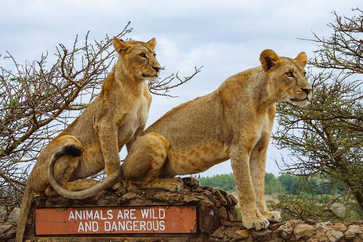 Nairobi National Park Morning Game Drive: Wildlife at the City’s Edge photo 1
