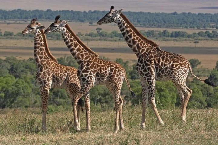 12-Day Private Tanzania Safari — Serengeti, Ngorongoro & Lake Manyara photo 4