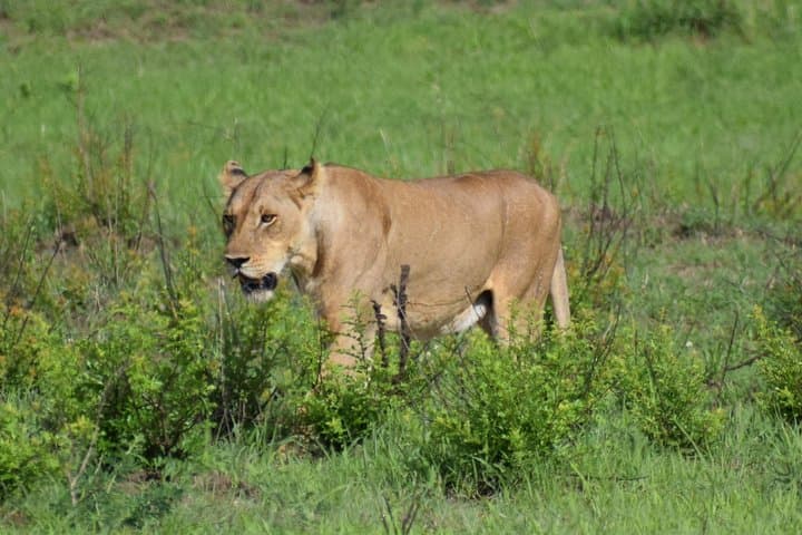 Backpackers' Ngorongoro, Tarangire & Mt Oldeani: 3-Day Budget Safari and Hike