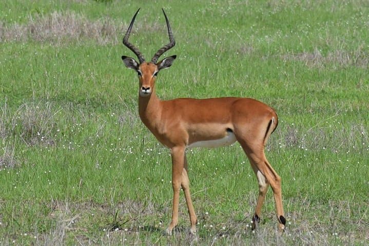 Backpackers' Ngorongoro, Tarangire & Mt Oldeani: 3-Day Budget Safari and Hike photo 2