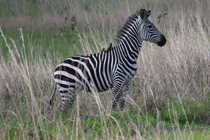 Backpackers' Ngorongoro, Tarangire & Mt Oldeani: 3-Day Budget Safari and Hike photo 3