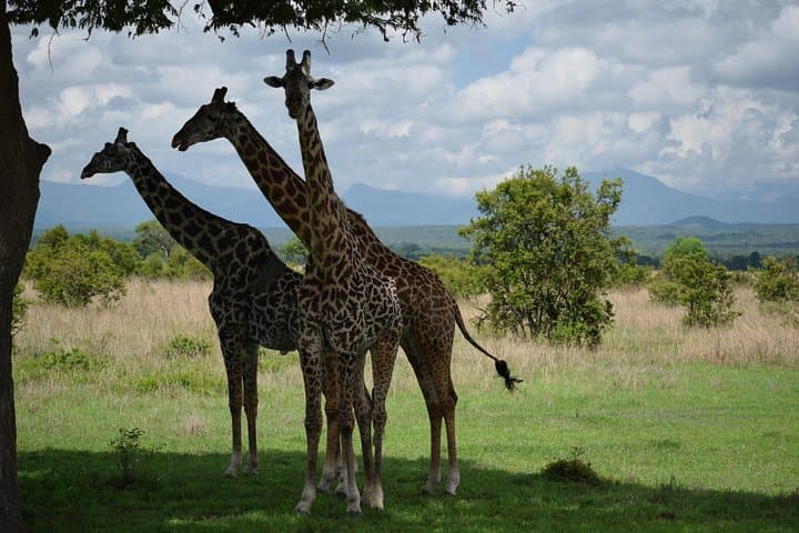 Backpackers' Ngorongoro, Tarangire & Mt Oldeani: 3-Day Budget Safari and Hike photo 4