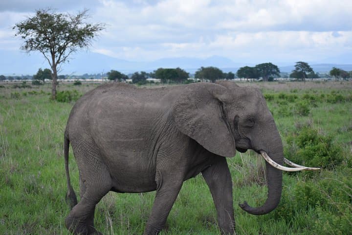 Backpackers' Ngorongoro, Tarangire & Mt Oldeani: 3-Day Budget Safari and Hike photo 5