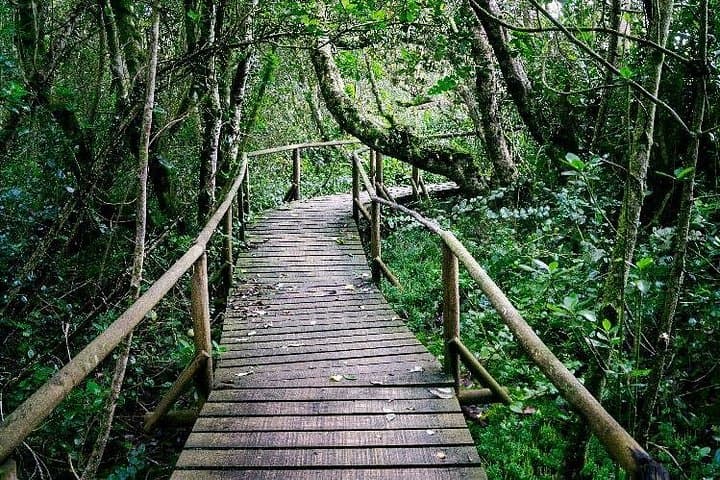Fray Jorge & Valle del Encanto Day Tour — Valdivian Forest and Molle Rock Art from La Serena