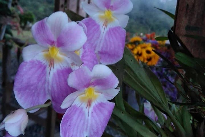 Santa Elena Flower Farm & Silleteros Cultural Tour from Medellín photo 5
