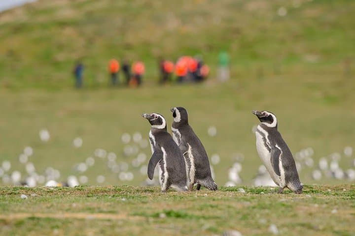 Strait of Magellan: Magdalena Island & Marta Wildlife Navigation from Punta Arenas