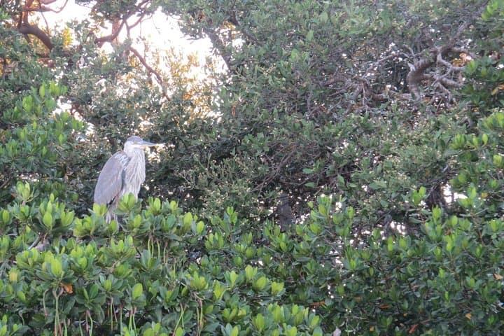 sunset-cruise-gulf-of-mexico-madeira-beach-dolphins photo 5