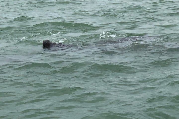 Dolphin Shelling & Snorkeling Cruise from Madeira Beach photo 4