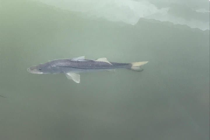 Dolphin Shelling & Snorkeling Cruise from Madeira Beach photo 6