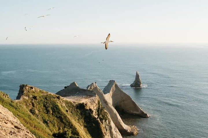 Overland Safari to Cape Kidnappers Gannet Colony — Drive onto the Clifftop in Hawke's Bay
