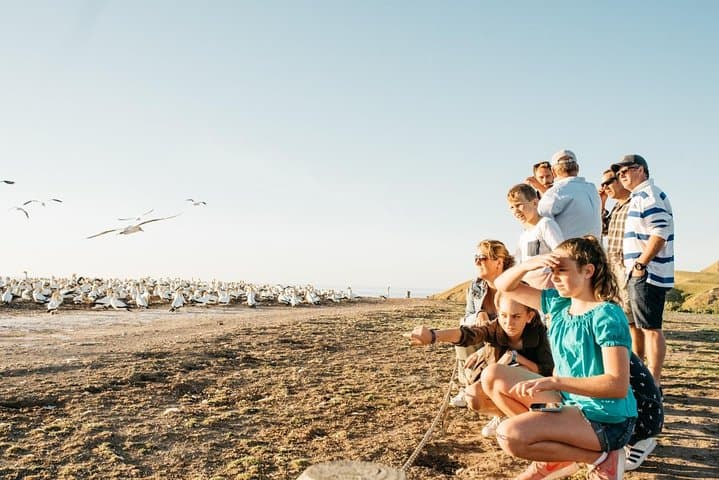 Overland Safari to Cape Kidnappers Gannet Colony — Drive onto the Clifftop in Hawke's Bay photo 2