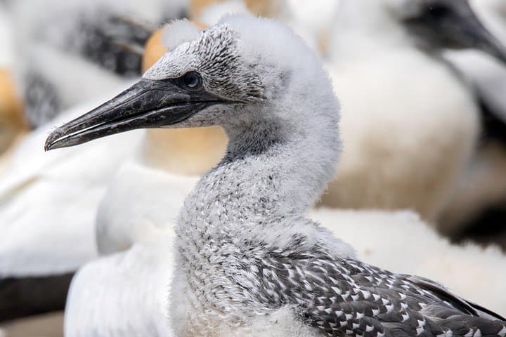 Overland Safari to Cape Kidnappers Gannet Colony — Drive onto the Clifftop in Hawke's Bay photo 4