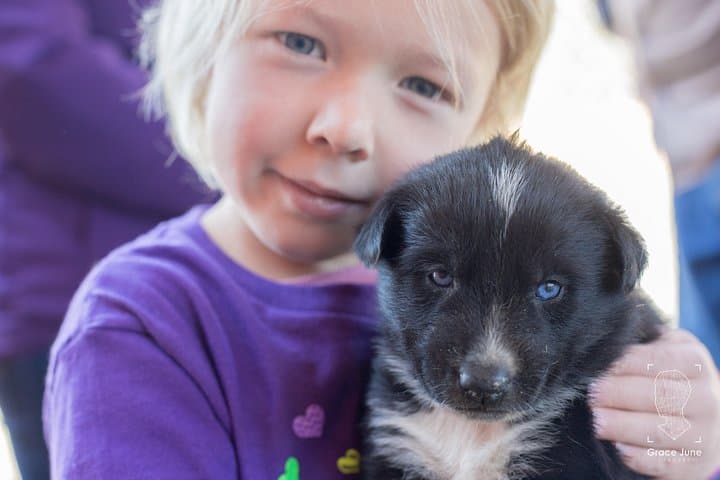 Sled Dog Adventure & Yukon Gold Panning from Skagway — White Pass Wilderness Tour photo 3