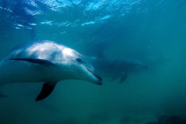 Full-Day Scuba Dive Charter to Hen Island — Hen & Chicken Islands NZ Dive Adventure photo 4