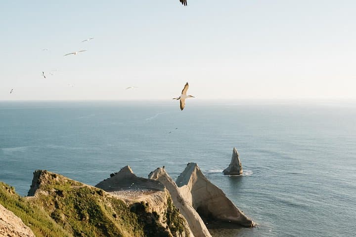 Private Tour to Cape Kidnappers Gannet Colony — Close Encounters with 20,000 Gannets photo 3