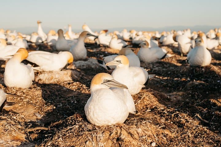 Private Tour to Cape Kidnappers Gannet Colony — Close Encounters with 20,000 Gannets photo 4