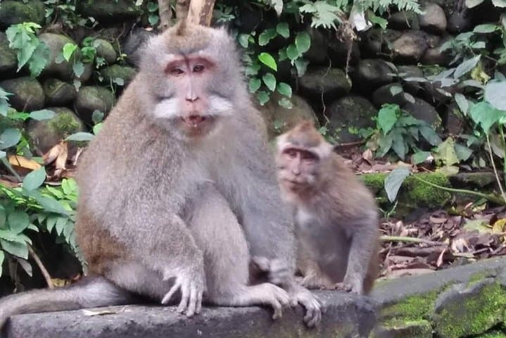 6-Day Best of Bali & Nusa Penida Private Tour — Ubud, Nusa Penida, Mount Batur photo 2