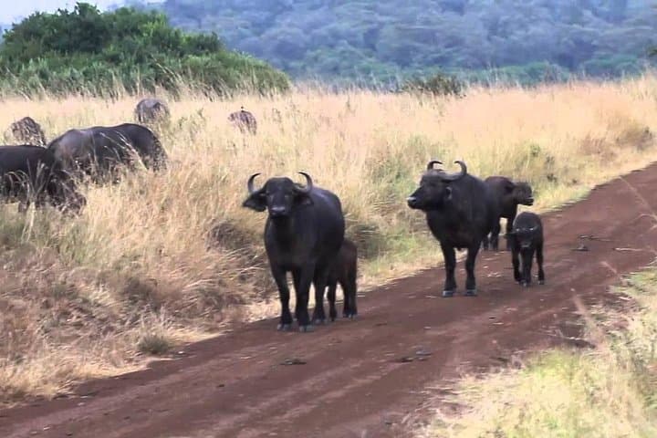 Morning Safari at Nairobi National Park and Giraffe Centre Visit: A Day of Wildlife Adventure Near Nairobi photo 5