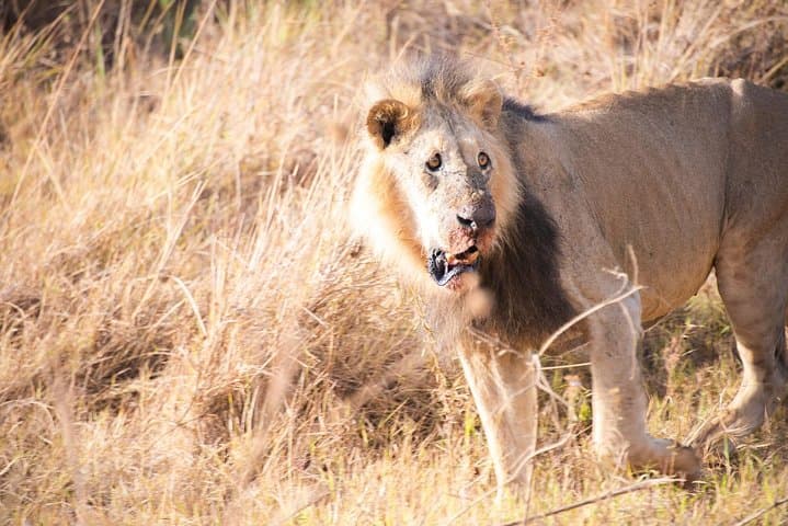 Early Morning Game Drive in Nairobi National Park: Safari with City Skyline Views