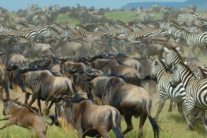 11-Day Northern Tanzania Safari: Serengeti, Ngorongoro & Kilimanjaro Gateway photo 2