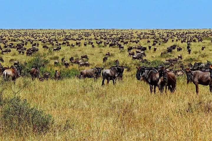 11-Day Northern Tanzania Safari: Serengeti, Ngorongoro & Kilimanjaro Gateway photo 6
