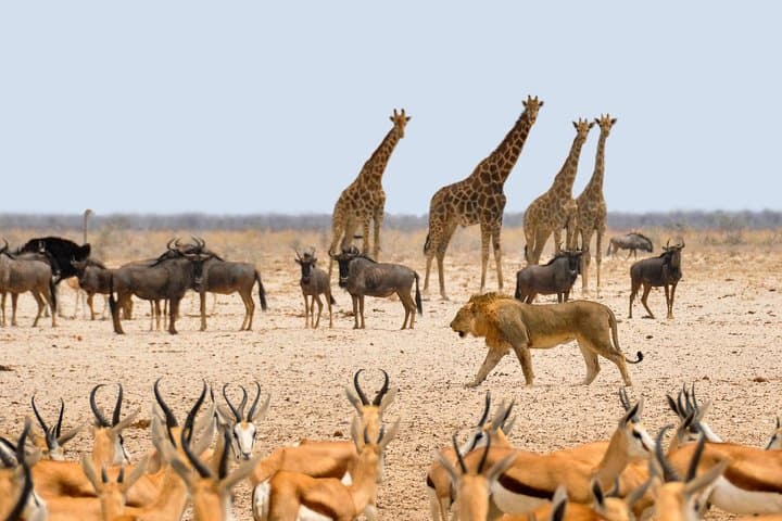 Namibia Express Safari: 6-Day Sossusvlei, Swakopmund & Etosha Wildlife Tour