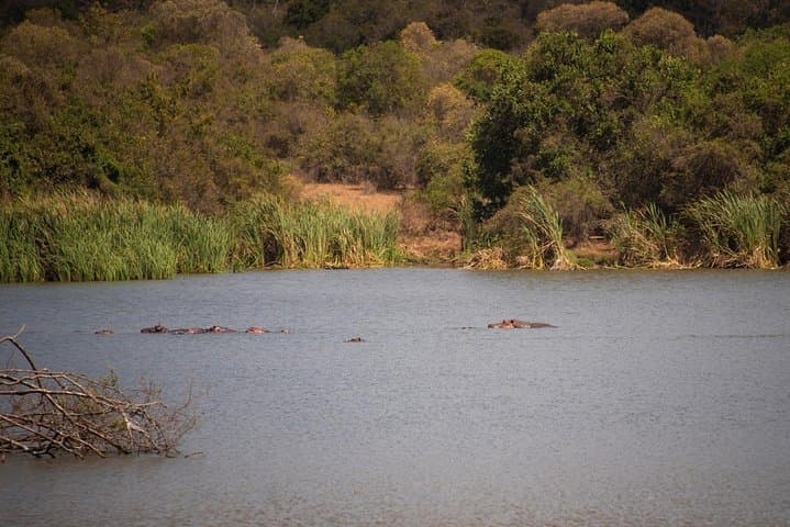 Nairobi Half-Day Wildlife and Cultural Tour: A Practical Guide for Adventurers photo 4