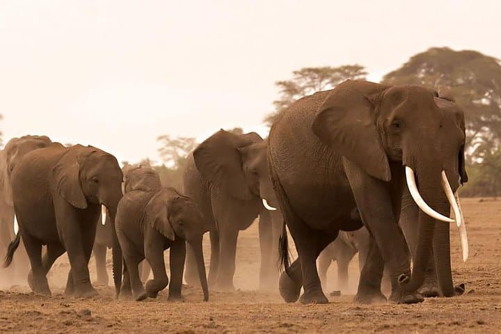 2-Night Maasai Mara Road Safari: Group-Joining Game Drive from Nairobi photo 2