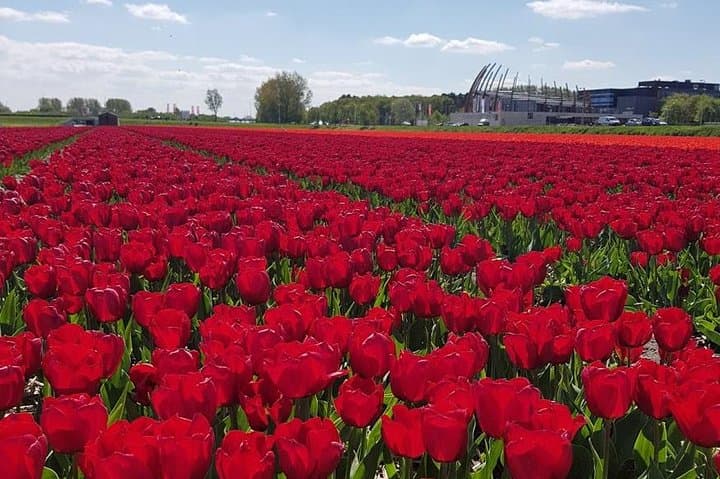 Keukenhof & Dutch Flower Fields Day Tour from Amsterdam photo 5