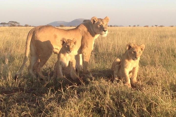4-Day Camping Safari in the Serengeti — Big Five Adventure from Moshi photo 1