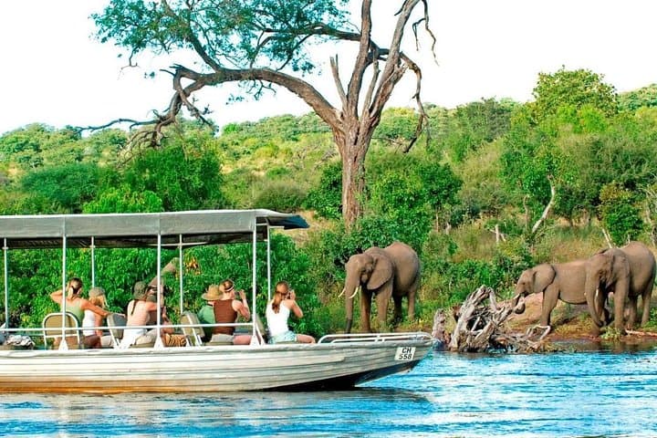 Chobe Day Trip: Kasane Safari & Chobe River Cruise photo 6