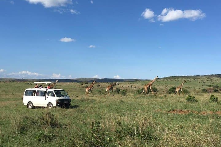 3-Day Masai Mara Safari: Big Five & Wildebeest Migration Experience