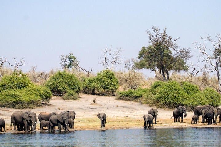 Chobe Day Trip: River Safari and Afternoon Game Drive from Livingstone photo 2
