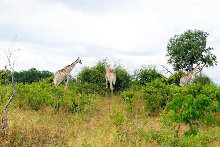 Chobe Day Trip: Kasane Safari & Chobe River Cruise photo 3