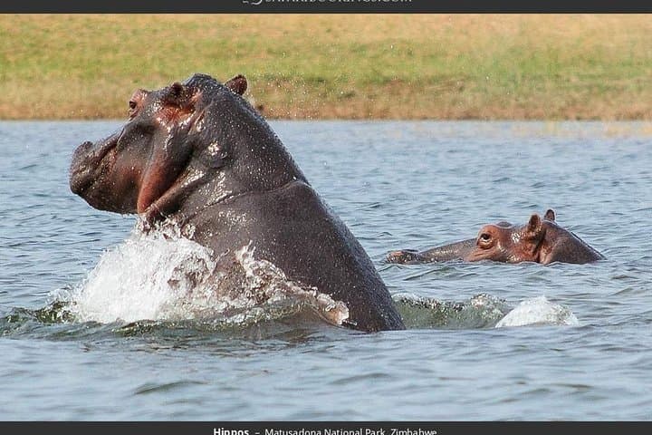 Chobe Day Trip: Kasane Safari & Chobe River Cruise photo 5