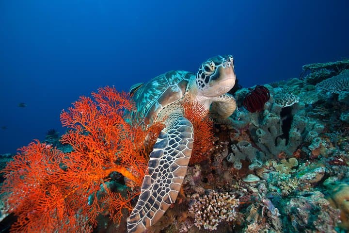 Gili Hai 3 Islands BBQ Cruise — Snorkel Turtles & Beach BBQ photo 4